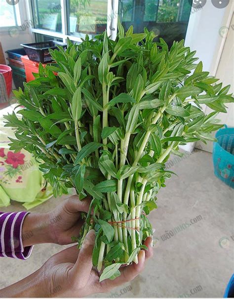 Rice Paddy Herb Seeds Limnophila Aromatica Seeds - Etsy