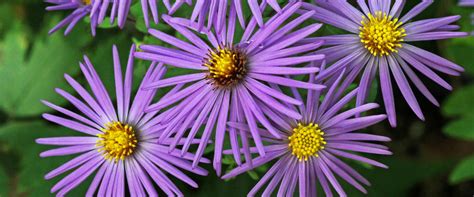 Bird-Friendly Native Plants Lists | Audubon North Carolina