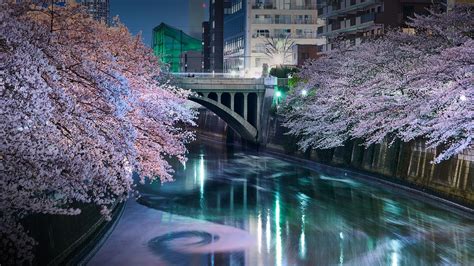 Wallpaper : trees, city, bridge, power lines, Sakura blossom, cherry blossom, building, night ...