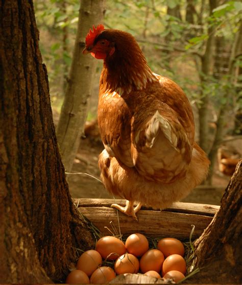 Pasture/wild chicken Eggs - Foraged