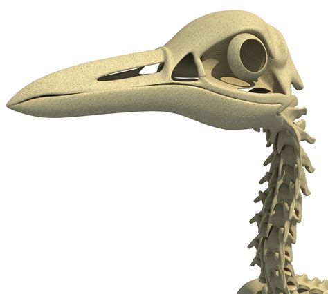 penguin skeleton 3d model