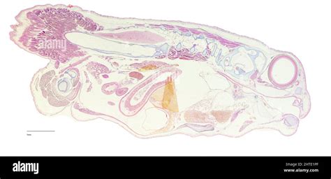 Tadpole Metamorphosis, A series of microscope slide sections taken of the same specimen at the ...