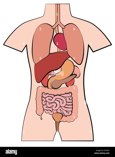 Human anatomy, internal organs - schematic outline comic style illustration on white background ...