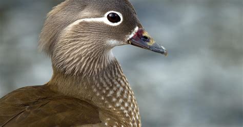 Female Mandarin Ducks (Identification Guide) | Birdfact