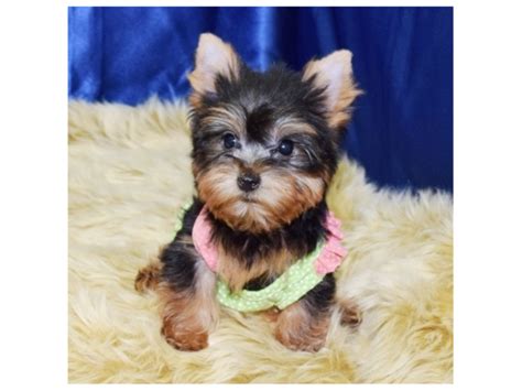 Teacup Yorkies For Xmas Adoption - Puppies for Sale Near Me