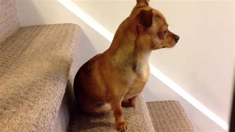 Chihuahua Puppy Dog Growling at the Front Door - YouTube