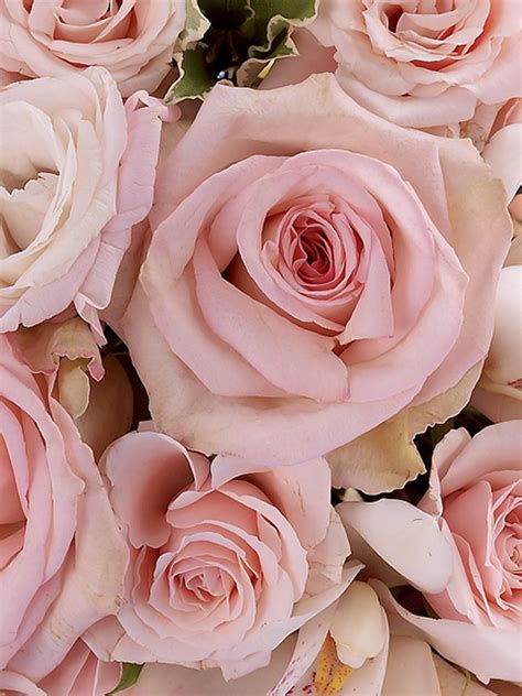 Pale Pink Roses Pink Rose Bouquet, Pale Pink Roses, Soft Pink, Red Roses, Glam Wedding, Wedding ...