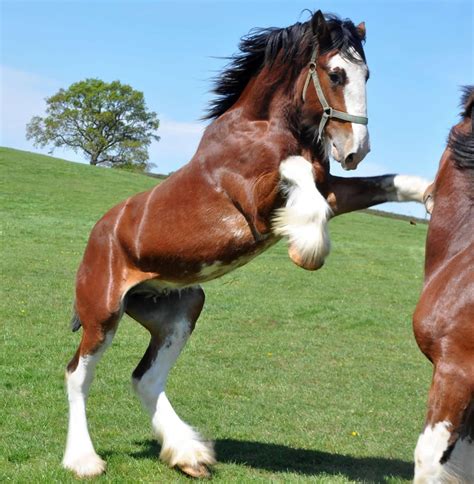 17 Best images about Clydesdales on Pinterest | Show horses, Scotch and Photo galleries