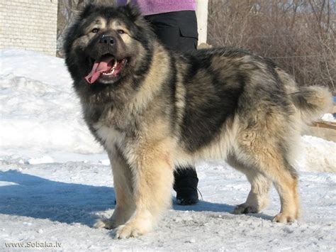 Caucasian Shepherd Dog ~ Everything You Need to Know with Photos | Videos