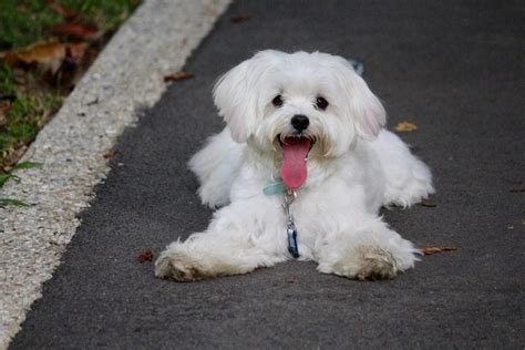 Maltese Dog Breed Facts & Information | The Dog People by Rover.com