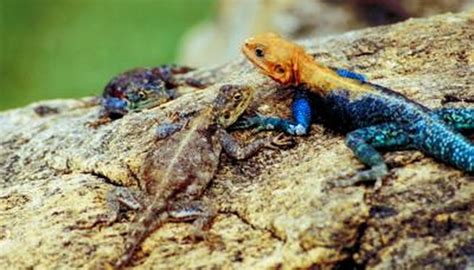 The Habitat of the Agama Lizard | Animals - mom.me