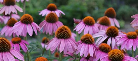 Echinacea: An Easy & Valuable Addition to Your Medicinal Garden