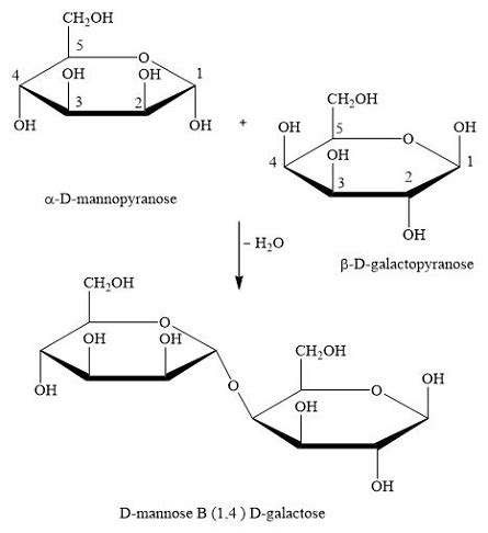 Using Haworth projections for the pyranose rings, draw a structure for the disaccharide ...