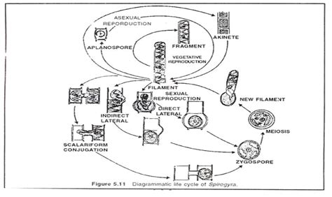 Diagrammatic life cycle of Spirogyrahttp://www.biologydiscussion.com/spirogyra/spirogyra-life ...