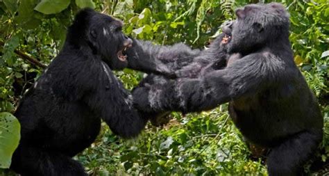 Why Do Gorillas Fight | Why Do Silverbacks Fight | Gorilla Trekking Tours