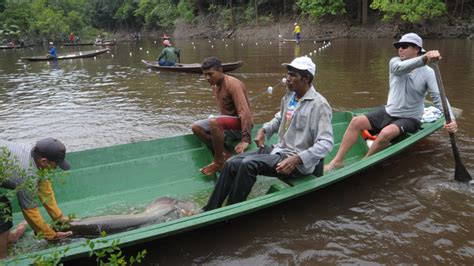 Researchers Complete Successful Tagging Expedition to Study Arapaima Habitat and Migration ...