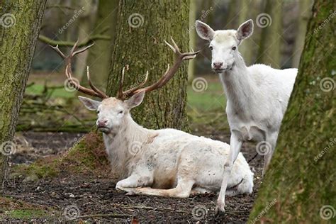 White Red Deer or White Stag Stock Photo - Image of field, deer: 88544600