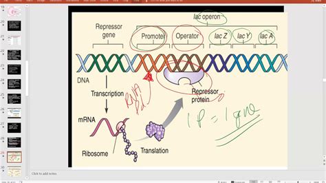 gene regulation - YouTube