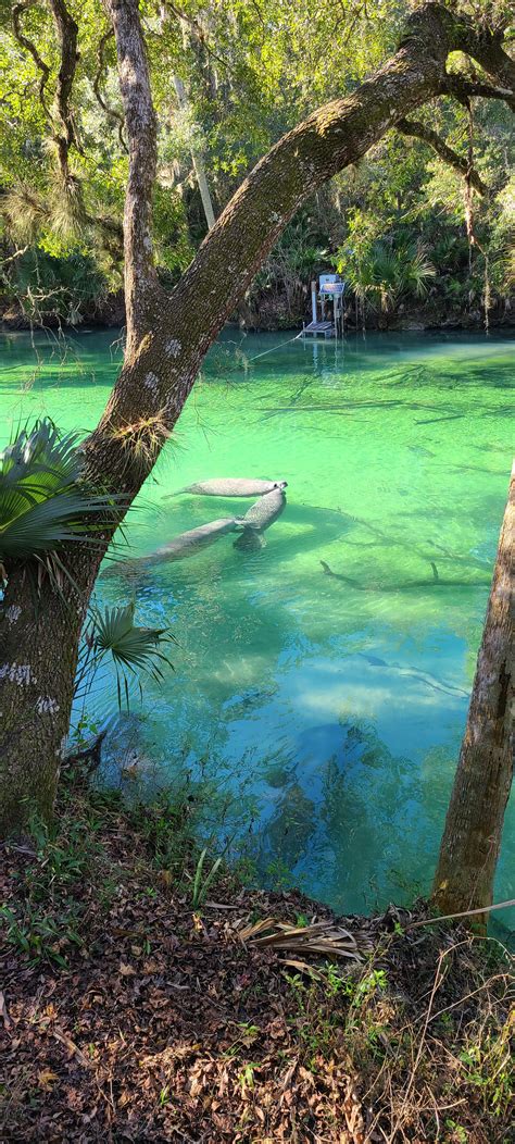 Manatees at Blue Springs State Park : r/florida