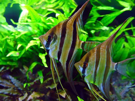 Angelfish (Pterophyllum scalare) | Tetra Advanced Fishkeeper Blog