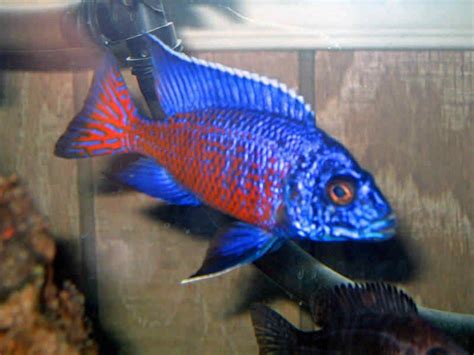 Aulonocara Ngara Flametail ** Malawi Cichlid ** Peacock cichlid | Cichlid fish, Cichlids ...