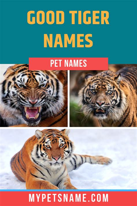 Good Tiger Names | Tiger, Pet names, Pet tiger