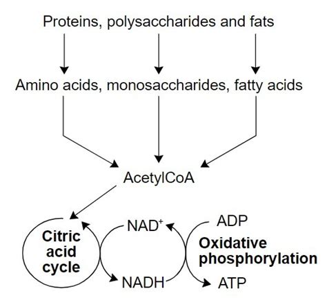 Catabolism Definition and Examples - Biology Online Dictionary