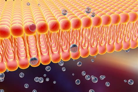 Fluorescent probes prove the existence of 'lipid raft' cell membrane ...