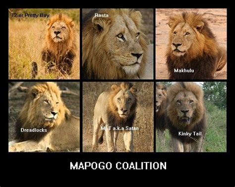 The mighty Mapogos | Magnificent beasts, African lion, Wild lion