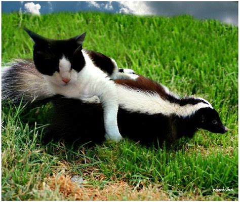 Cats in Strange Places | Cats, Skunk, Cats meow