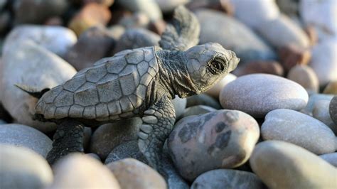 Caretta caretta yuvaları eğlence uğruna tahrip ediliyor