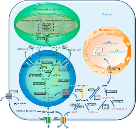 Simplified JA (jasmonic acid) biosynthetic and metabolic pathways and ...