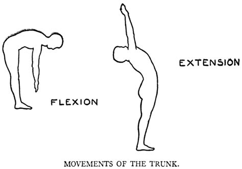 lumbar extension : flexion trunk | b-reddy.org