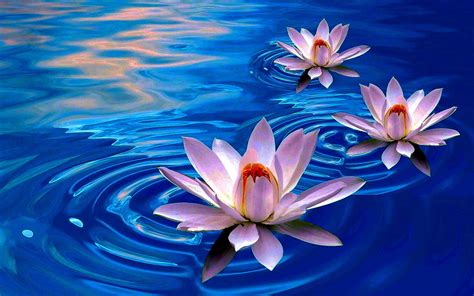 Lotus Flower Wallpapers | Lotus flower art, Lotus flower wallpaper ...