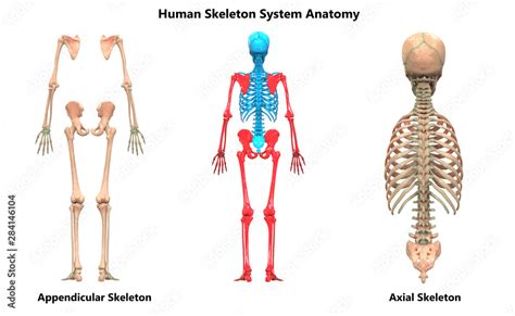 Human Skeleton System Appendicular and Axial Skeleton Anatomy Posterior View, obrazy, fototapety ...