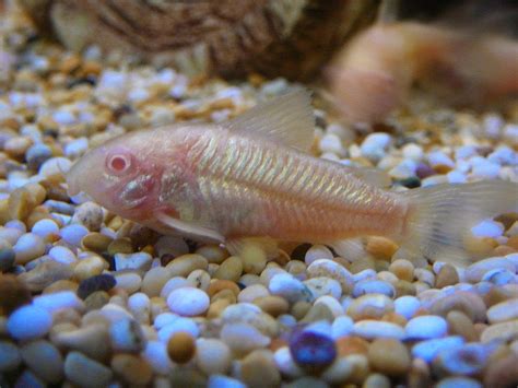 Freshwater Frenzy: 10 Facts About Albino Cory Catfsh