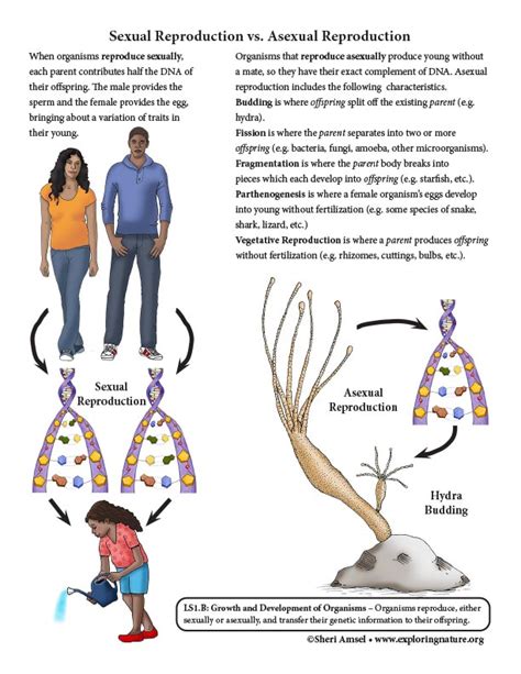 Sexual Reproduction vs. Asexual Reproduction (6-8 Grade)