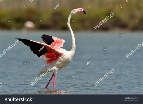 Flamingo Bird In Natural Habitat Stock Photo 83580796 : Shutterstock