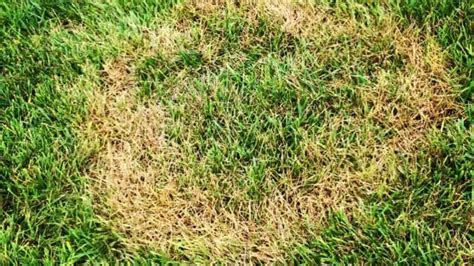 How to Prevent Brown Patch Fungus Lawn Care | Turf Masters Lawn Care