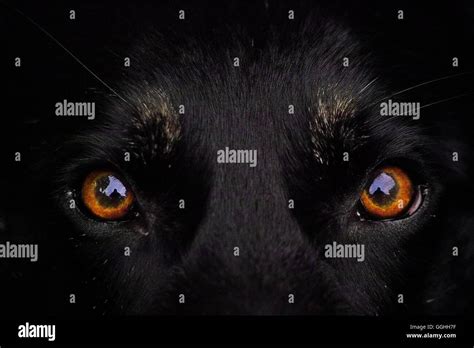 Angry looking amber orange eyes of a black dog, wolf, dark background ...