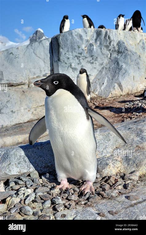 Adélie penguin breeding colony in Antarctica Stock Photo - Alamy