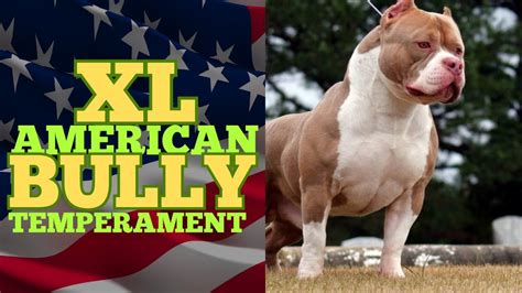 XL American Bully Temperament: What You Should Know - YouTube