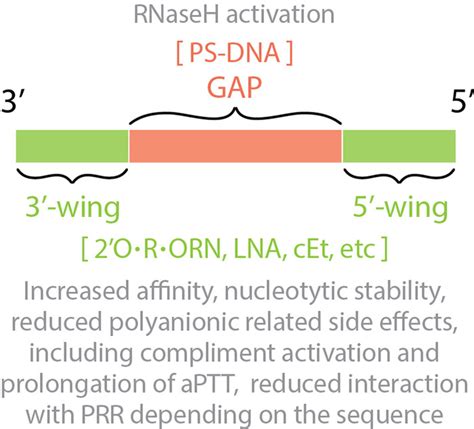 Fig. 5, [Design of gapmer antisense oligonucleotides...]. - Antisense ...