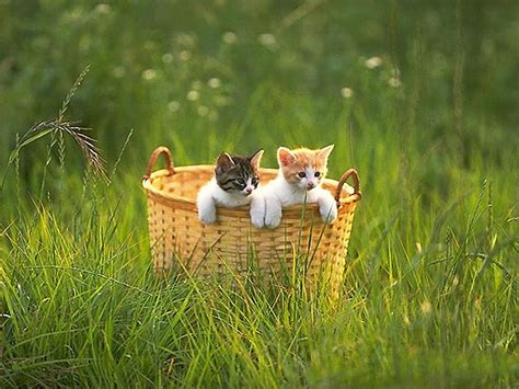 Kittens in Basket, kittens, cute, in basket, HD wallpaper | Peakpx