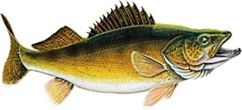 Free Walleye Cliparts, Download Free Walleye Cliparts png images, Free ClipArts on Clipart ...