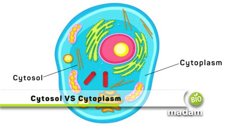 Difference between Cytosol and Cytoplasm - biomadam