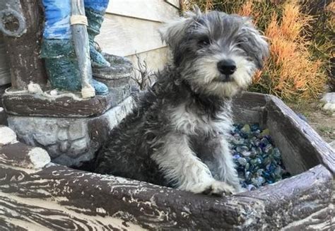 Miniature Schnauzer Puppy for Sale - Adoption, Rescue for Sale in San ...