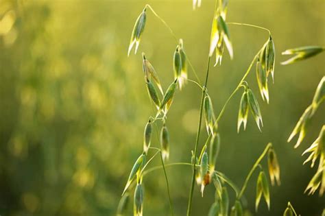 Growing Oats: Best Varieties, Planting Guides, Care, Problems and Harvest