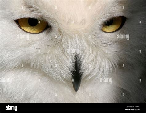 Closeup of snowy owl eyes and bill Stock Photo - Alamy