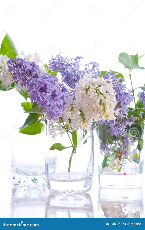 Lilac bouquets. stock photo. Image of bloom, present - 14517174